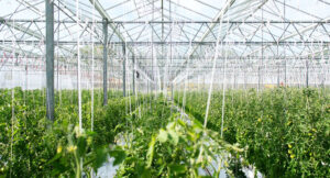 Read more about the article The Greenhouse Project